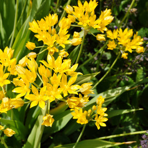  - Goudlook - Allium