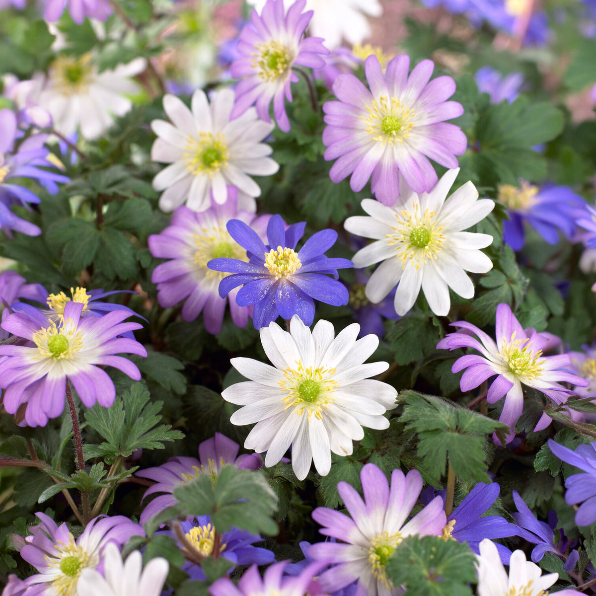 Oosterse Anemoon mix -  - Willemse