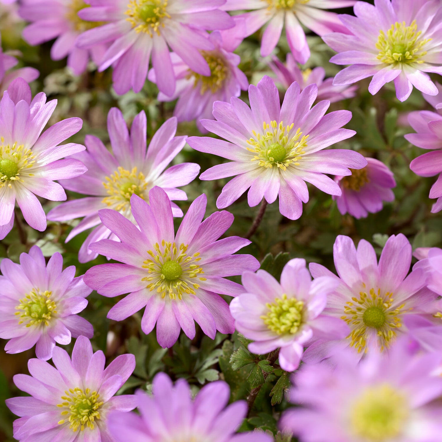 Oosterse Anemoon Pink Star -  - Willemse