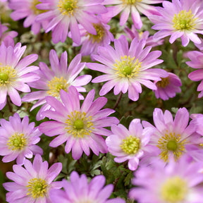 Oosterse Anemoon Pink Star -  - Willemse