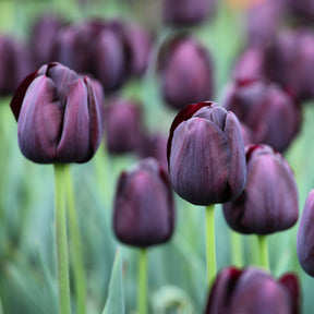 Tulp Queen of Night - Willemse