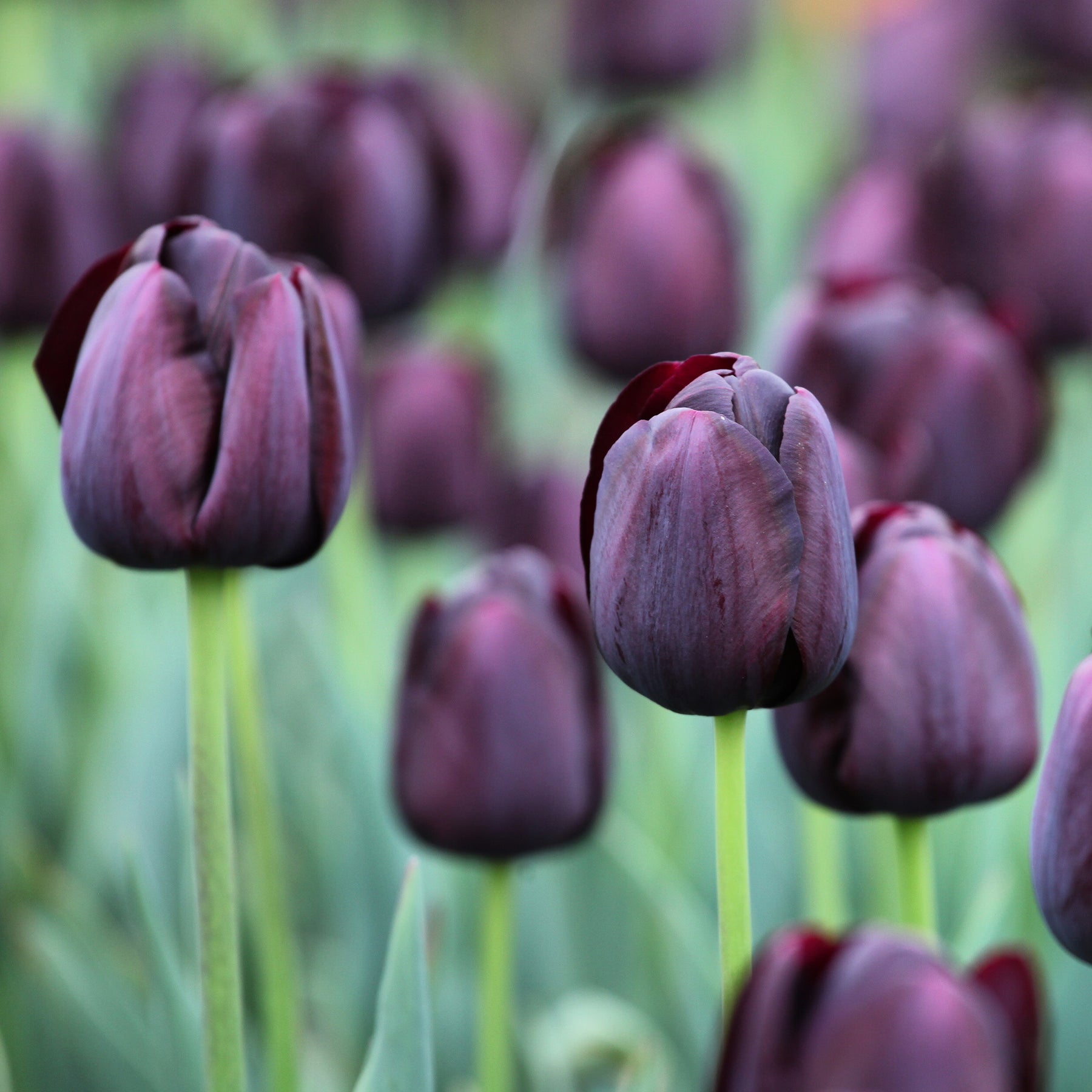 Tulp Queen of Night