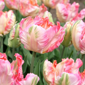 Tulp Apricot Parrot