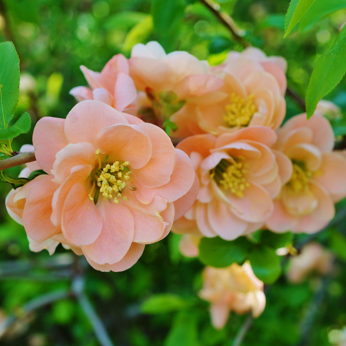 Japanse sierkwee Geisha Girl - Chaenomeles speciosa Geisha Girl - Willemse
