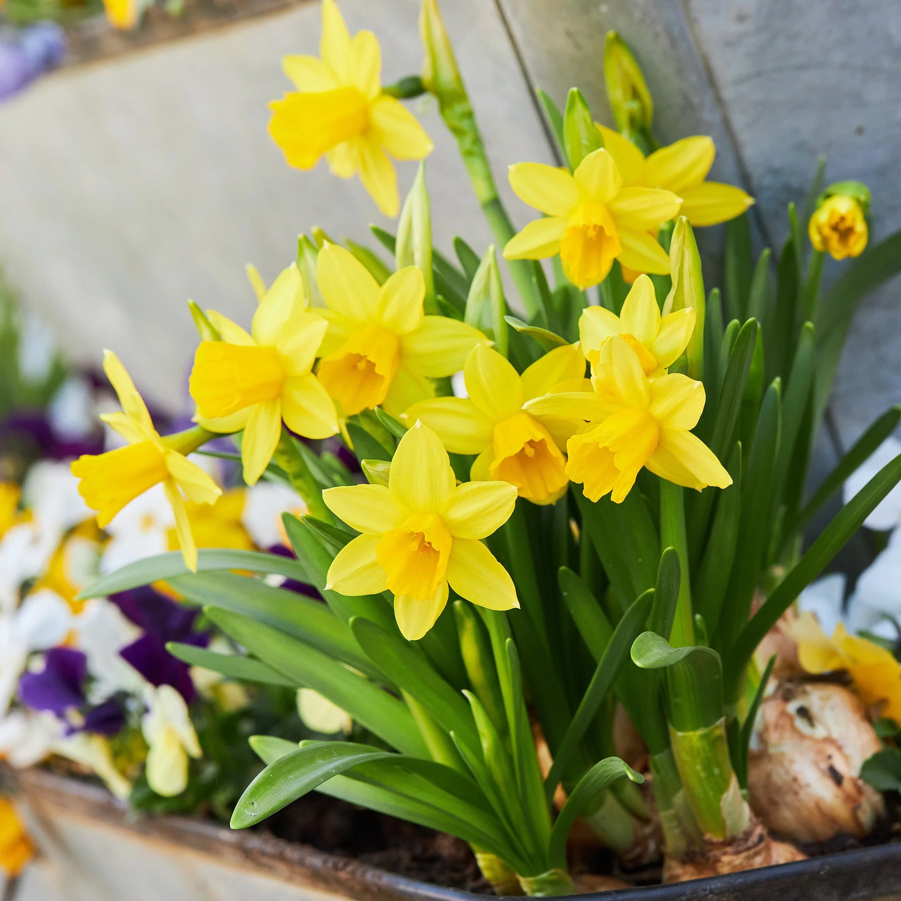 50 bollen bijvriendelijke bloemen geel/paars