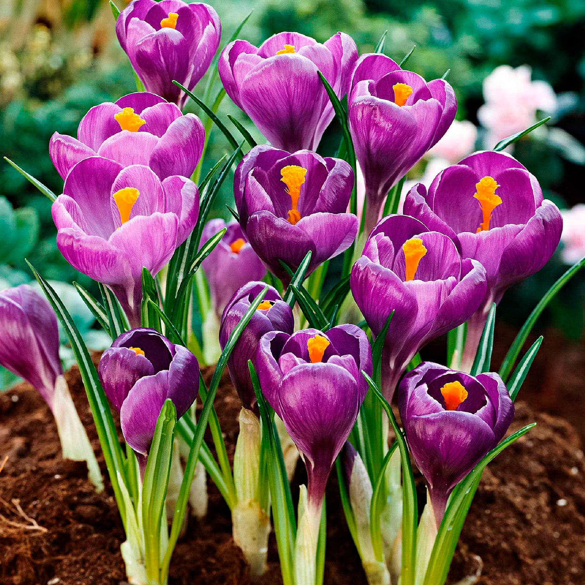 50 bollen bijvriendelijke bloemen paars/wit