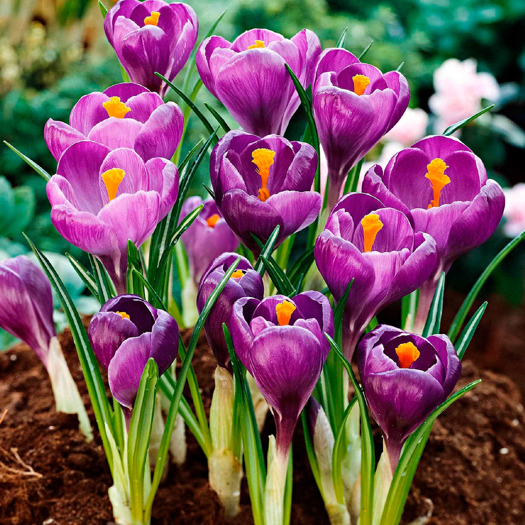 50 bollen bijvriendelijke bloemen paars/wit