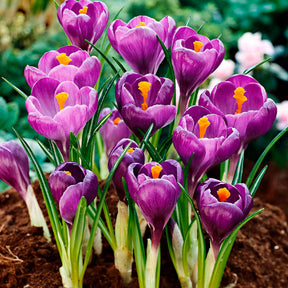 50 bollen bijvriendelijke bloemen paars/wit