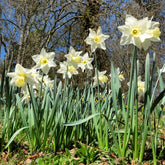  - Narcis Mount Hood - Narcissen