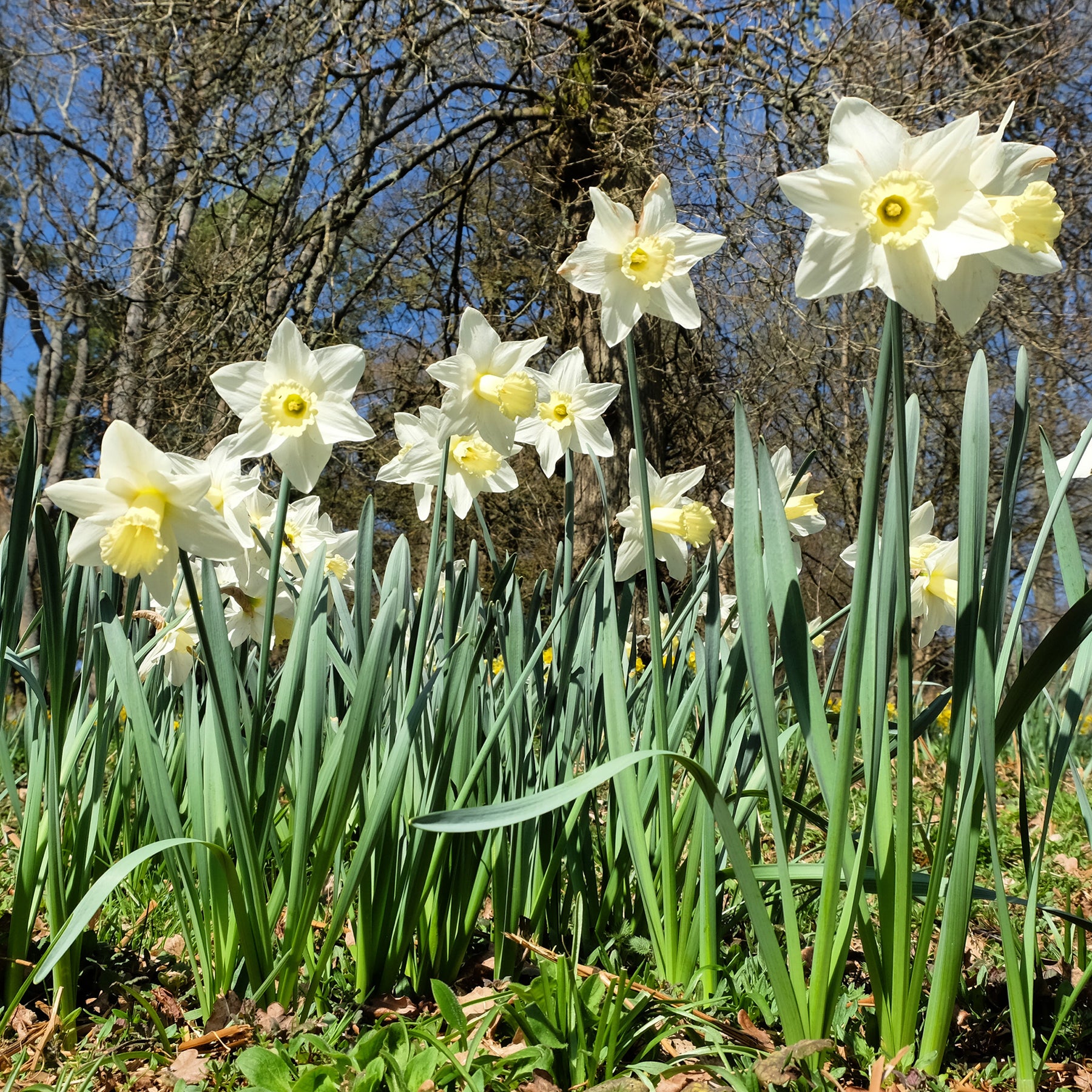 Narcis Mount Hood