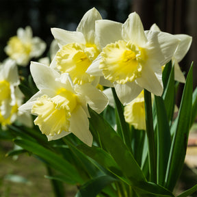 Narcis Mount Hood - Willemse