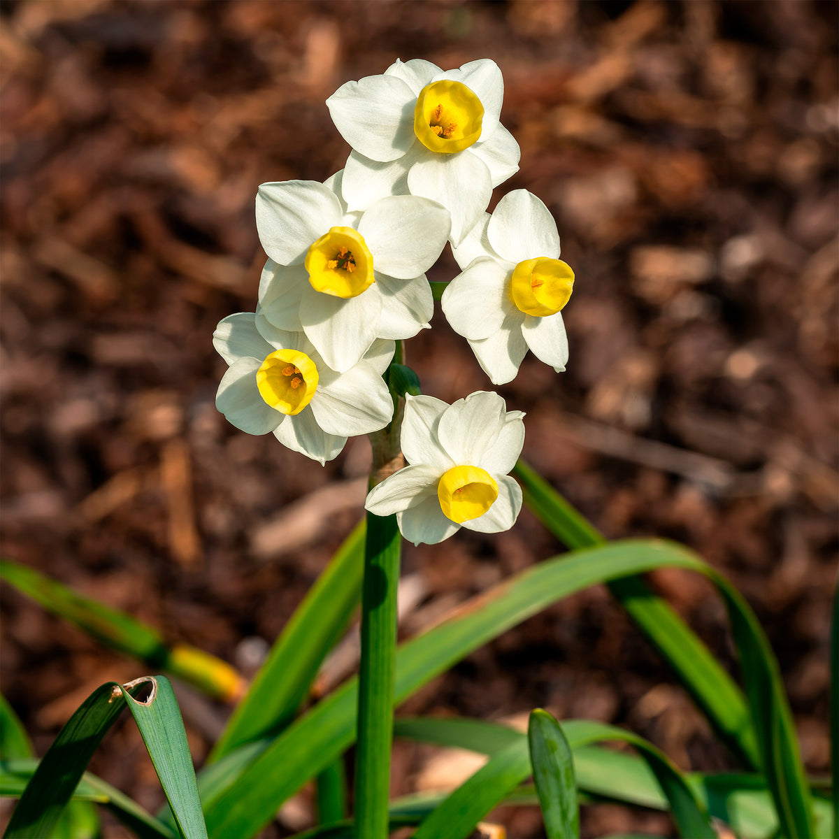 Narcis Avalanche - Willemse