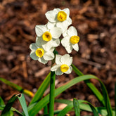 Narcis Avalanche - Willemse