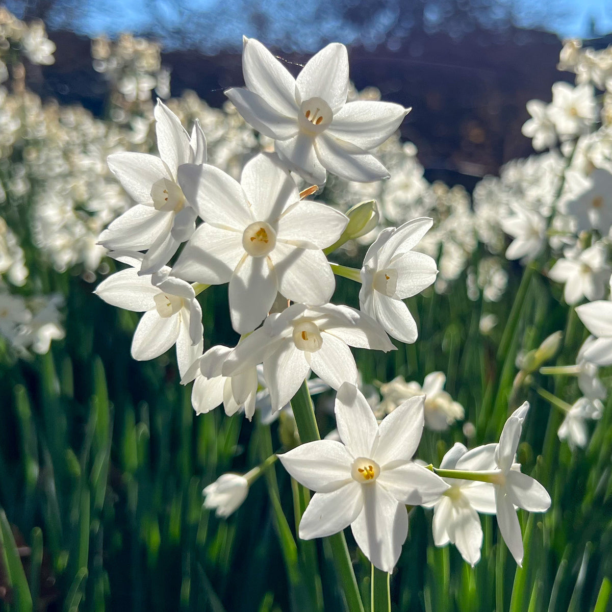 Narcis Paperwhite -  - Willemse