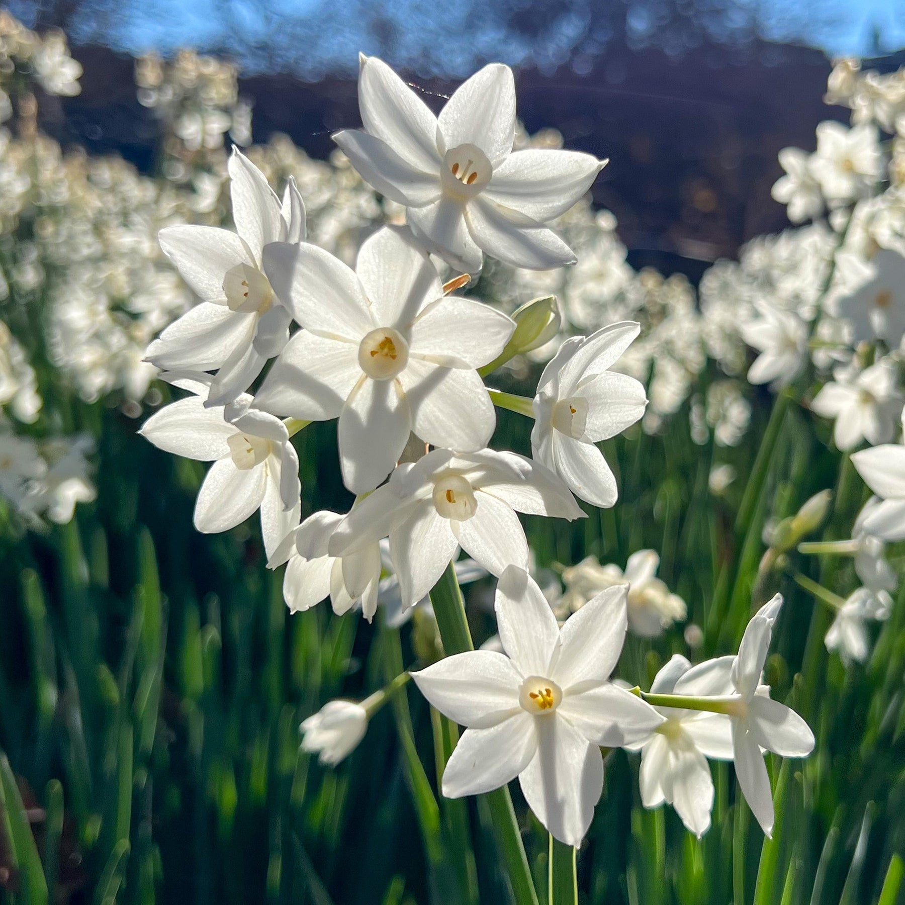 Narcis Paperwhite - Narcissus Paperwhite - Willemse