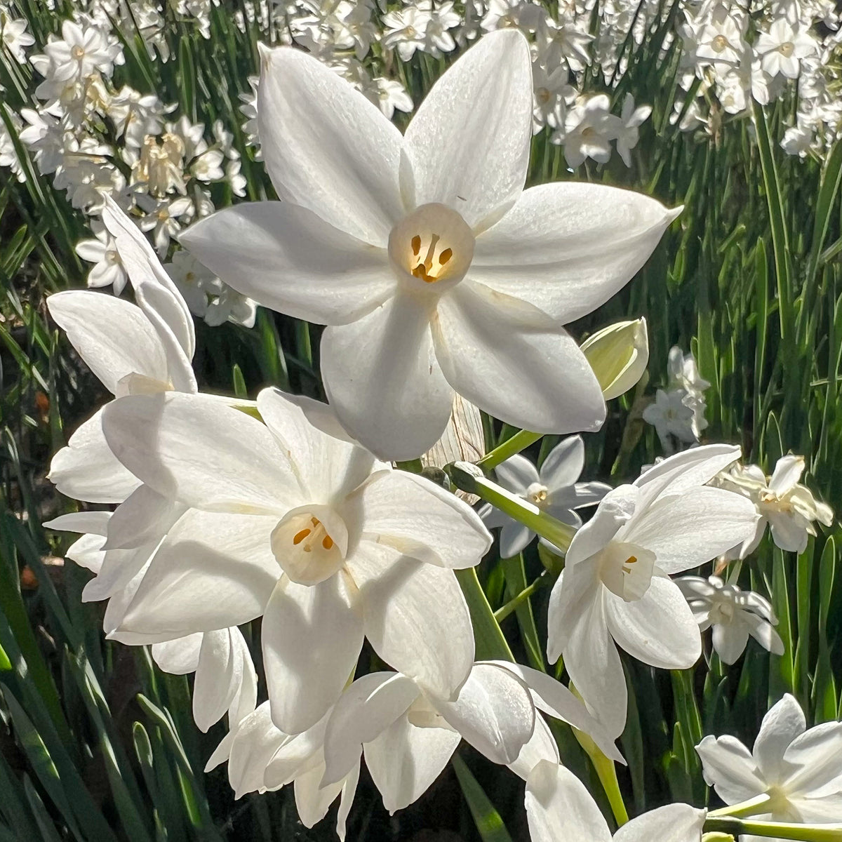 Narcis Paperwhite - Willemse