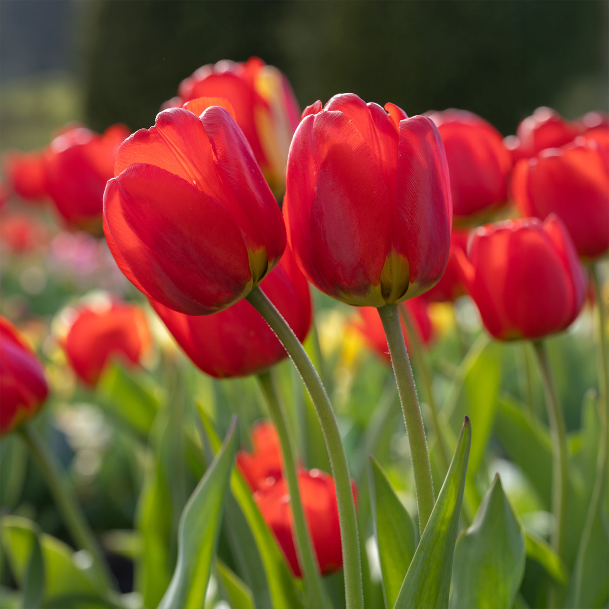 Voorjaarsbollen voor rood-witte border