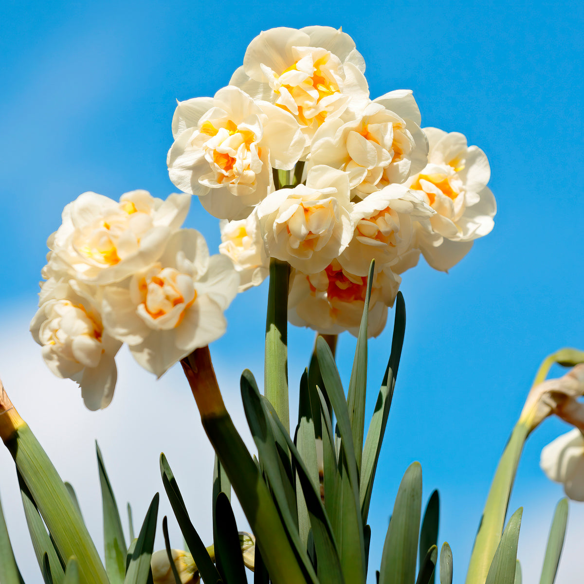  - Tulp Van Eijk & narcis Bridal Crown - Tulpen