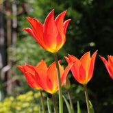 Tulp Ballerina -  - Willemse