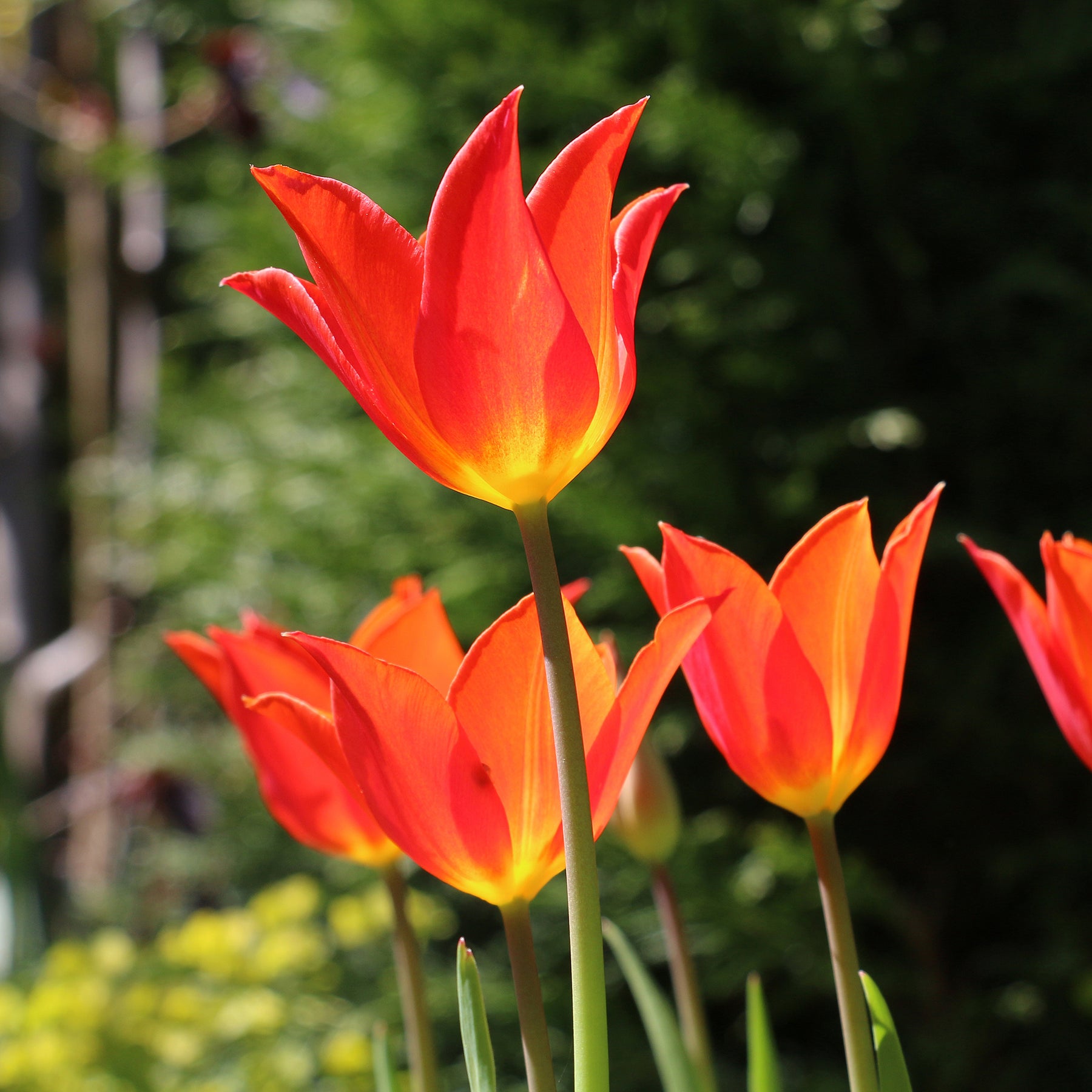 Tulp Ballerina
