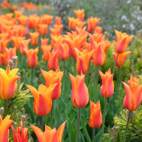 Tulp Ballerina