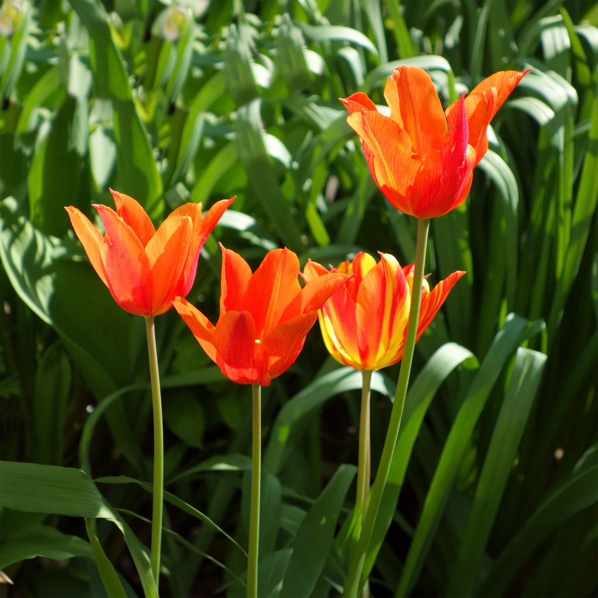 Tulp Ballerina