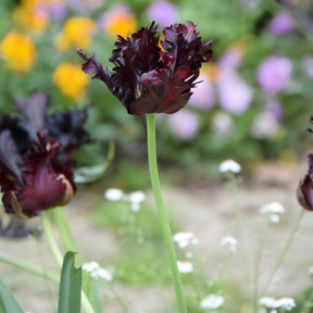 Tulp Black Parrot -  - Willemse