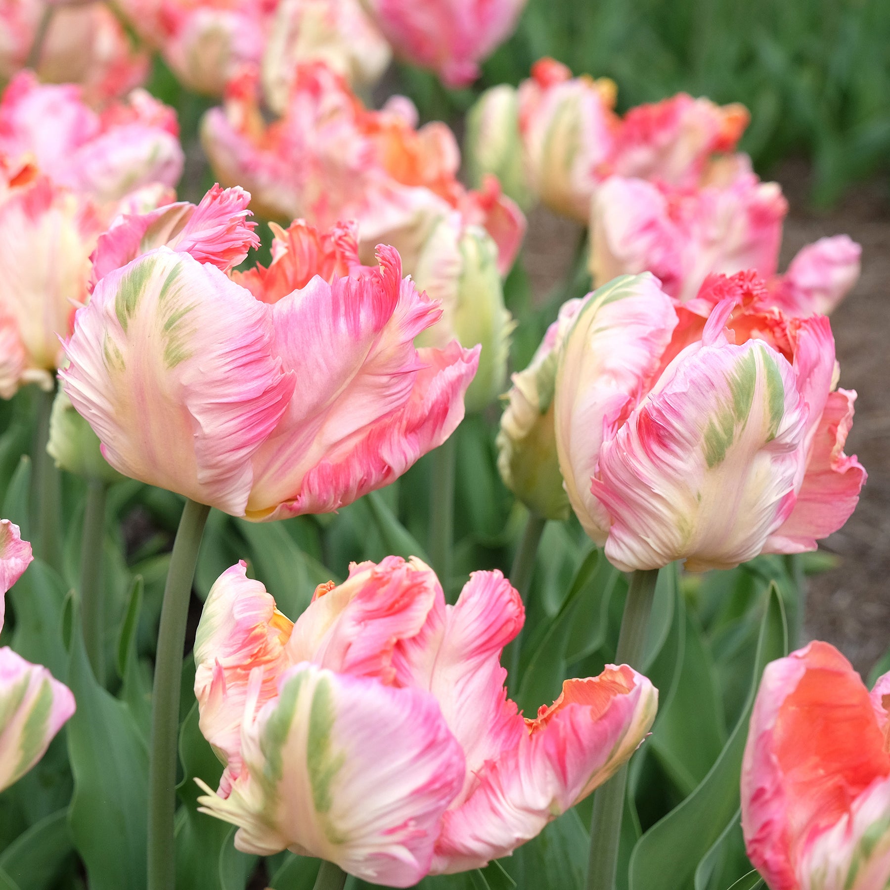 Tulipa Pink Vision - Papegaaitulp Pink Vision - Tulpen