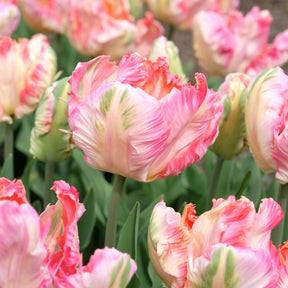 Papegaaitulp Pink Vision - Willemse