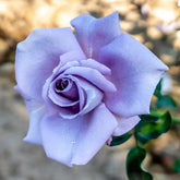 Roos 'Blue Moon' - Willemse