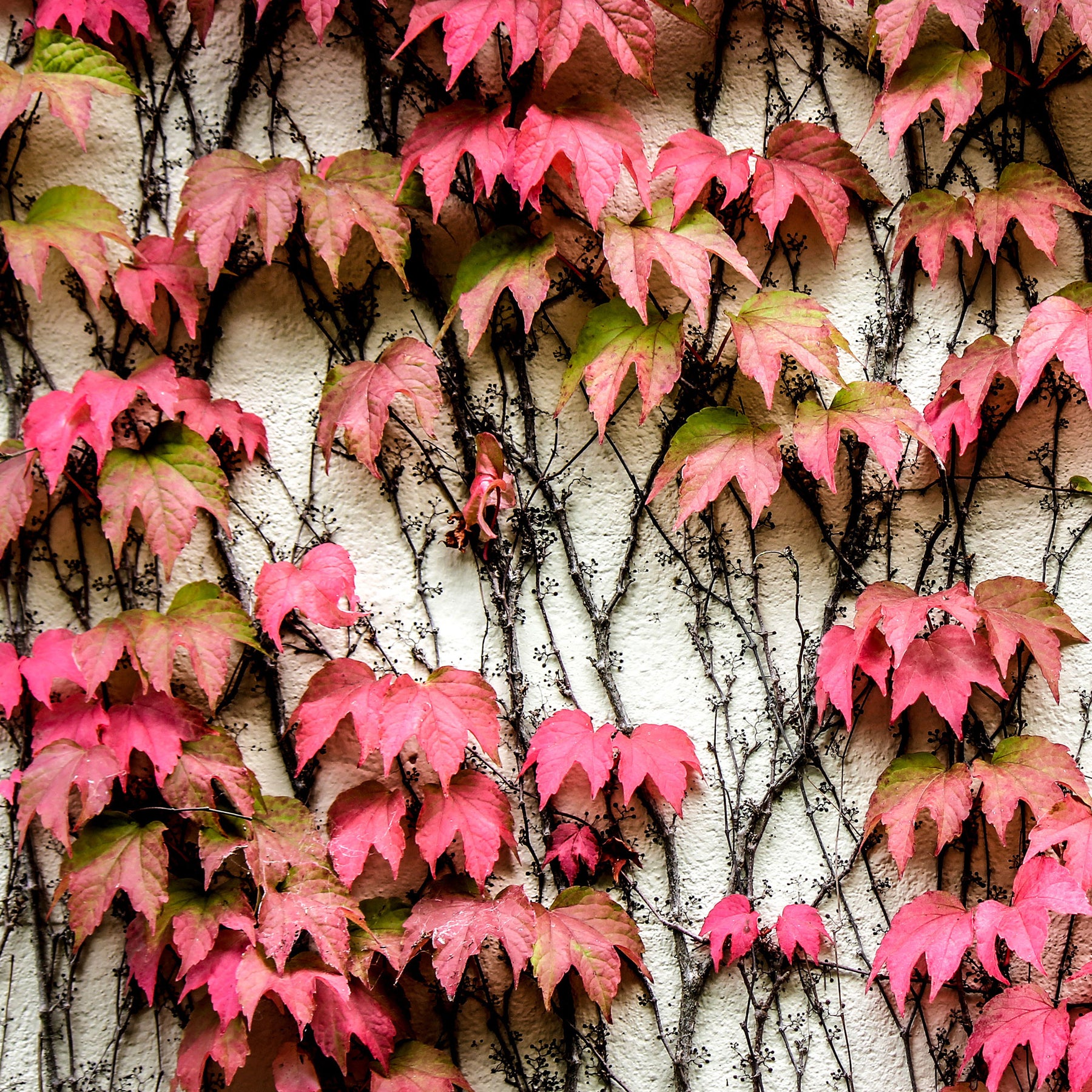 Klimplanten - Wilde wingerd - Parthenocissus tricuspidata veitchii