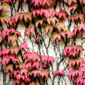 Klimplanten - Wilde wingerd - Parthenocissus tricuspidata veitchii