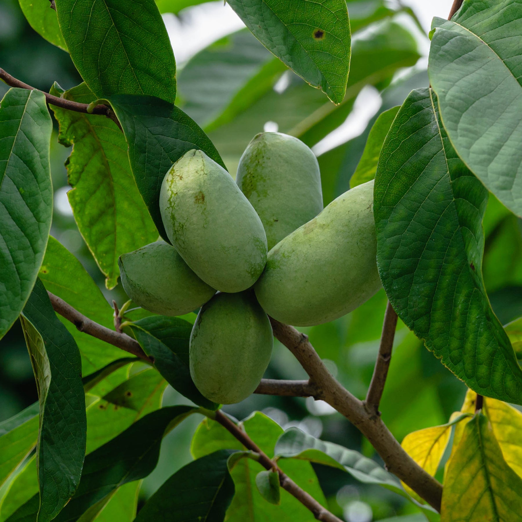 Verkoop Asimina triloba - Asimina triloba
