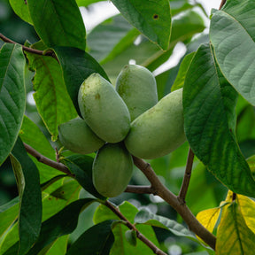 Verkoop Asimina triloba - Asimina triloba