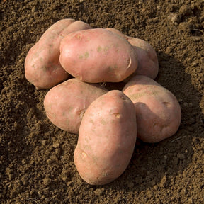 Aardappel 'Désirée'