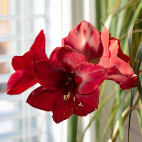 Amaryllis 'Red Lion' - Amaryllis red lion - Willemse