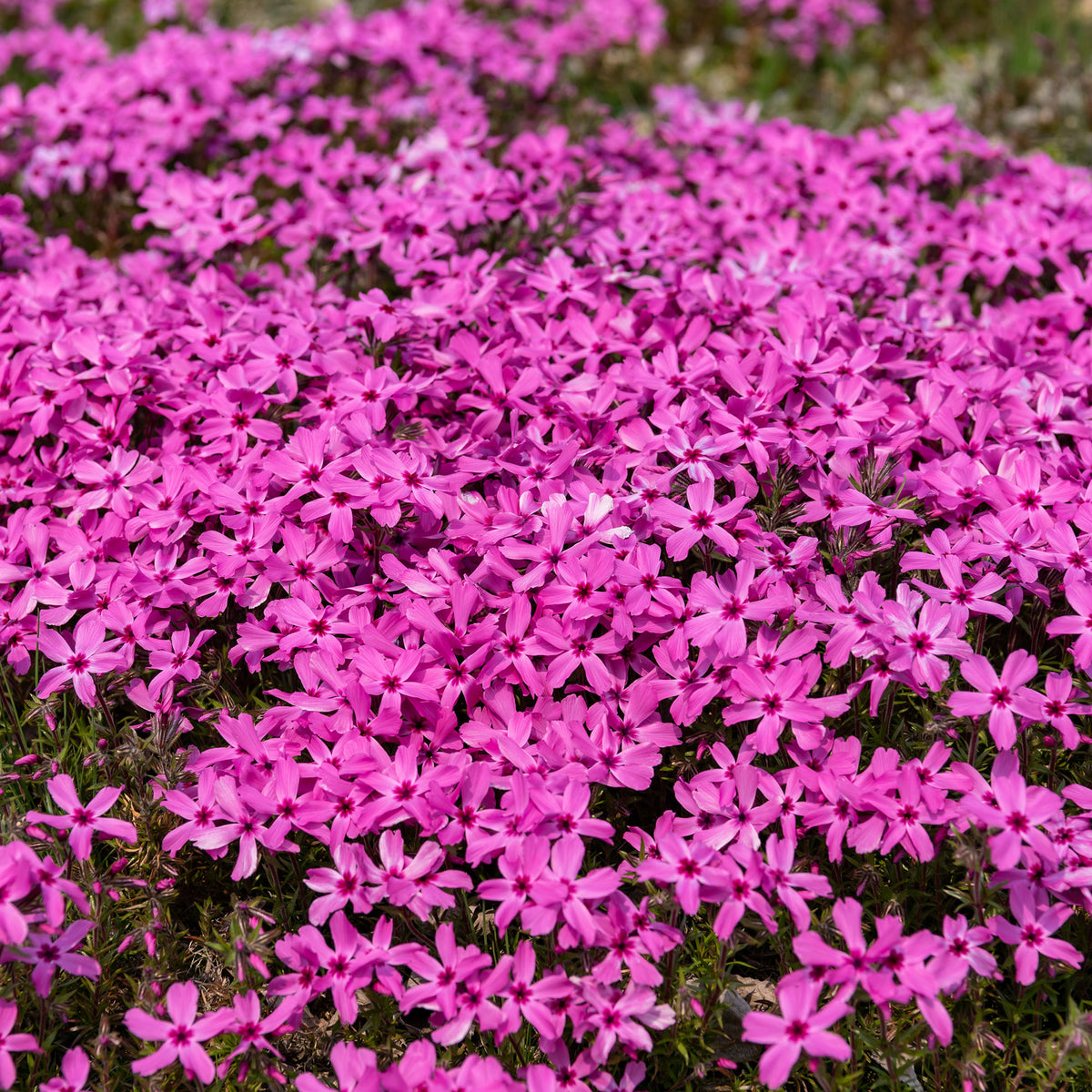Borstelvlambloem Moerheimii roze - Phlox subulata Moerheimii - Willemse