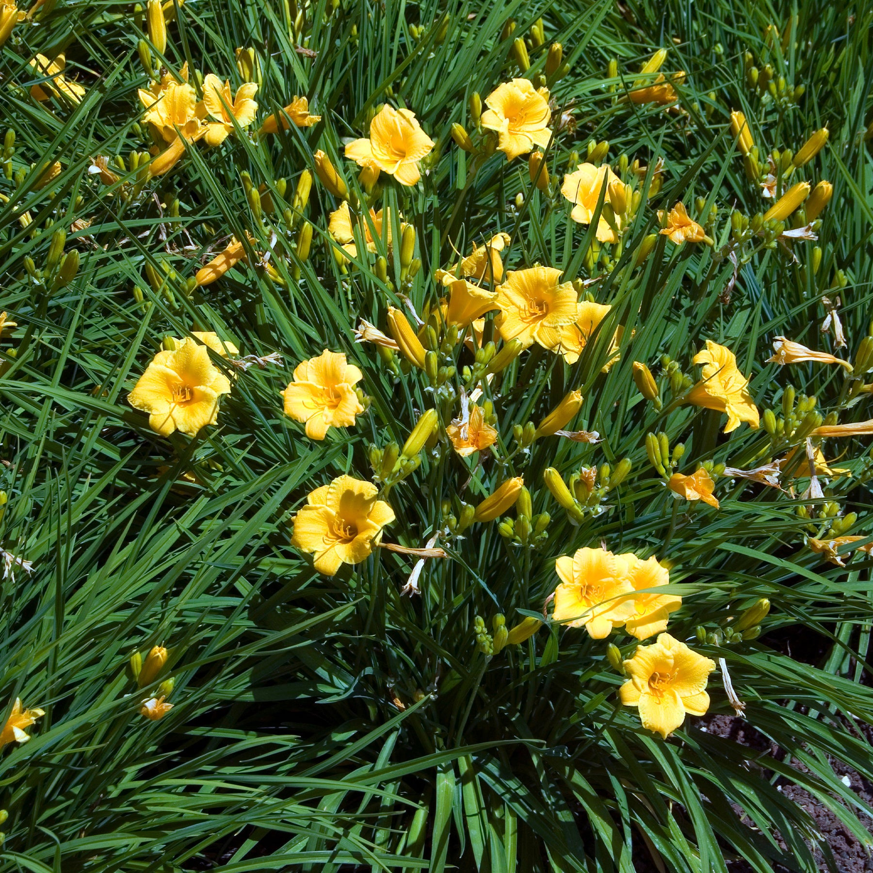 Daglelie Stella de Oro - Willemse