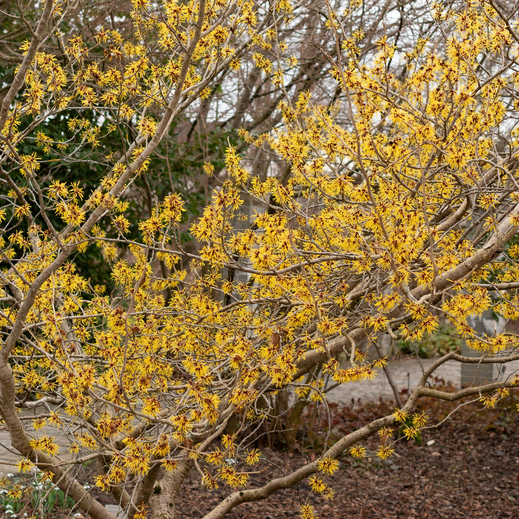 Chinese Toverhazelaar - Hamamelis mollis - Willemse