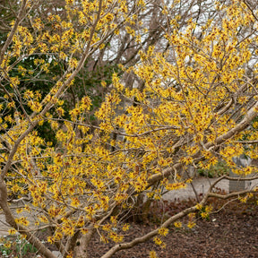 Chinese Toverhazelaar - Hamamelis mollis - Willemse