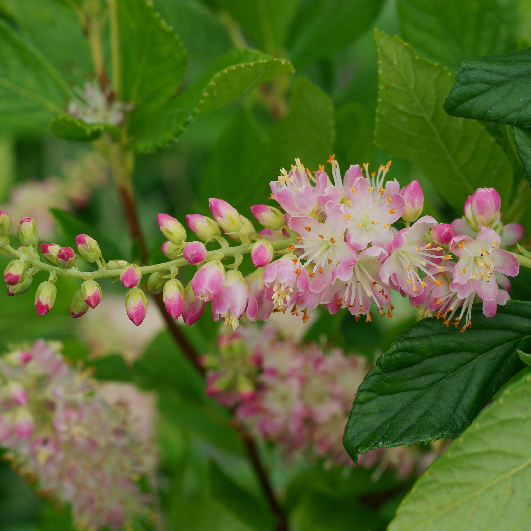 Schijnels 'Pink Spire' - Willemse
