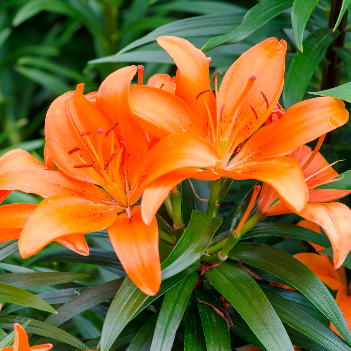 Lelie - oranje (x3) - Lilium - Willemse