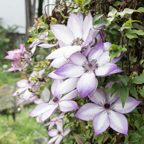 Bosrank 'Fond Memories' - Clematis florida fond memories - Willemse