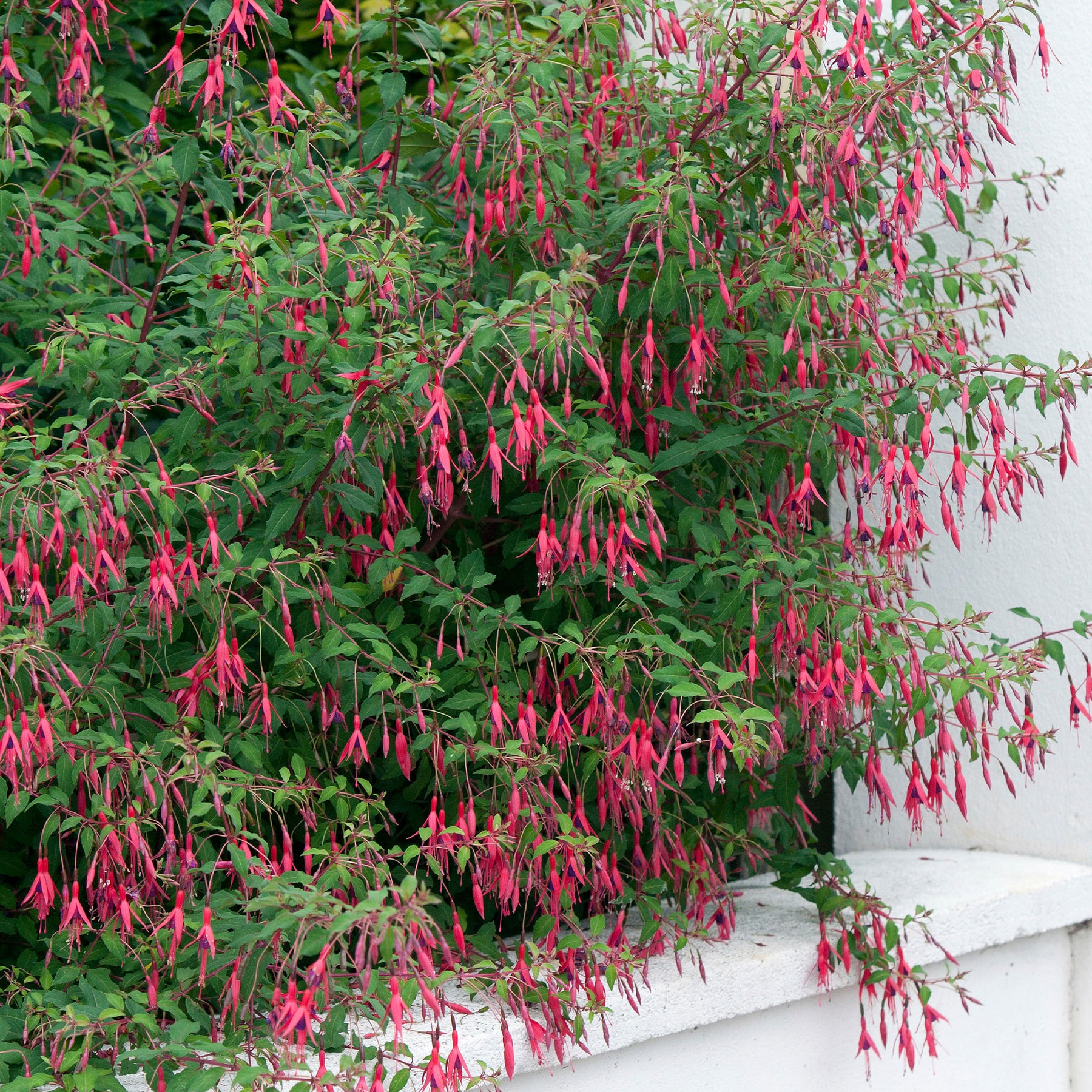 Bellenplant 'Riccartonii' - Fuchsia - Willemse