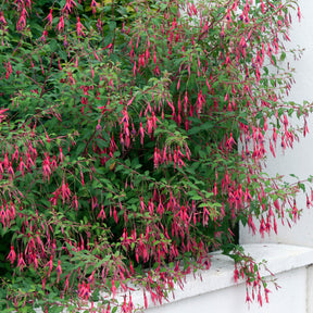 Bellenplant 'Riccartonii' - Fuchsia - Willemse