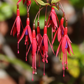 Bellenplant 'Riccartonii' - Willemse