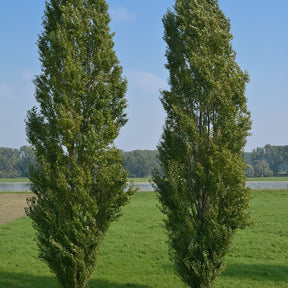 Populier - Italiaanse populier 'Italica' (x10) - Populus nigra italica
