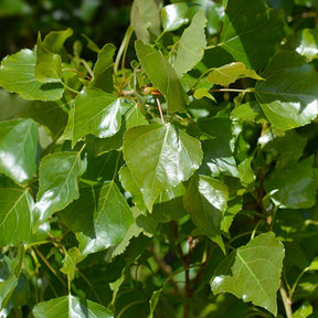 Populus nigra italica - Italiaanse populier 'Italica' (x10) - Populier