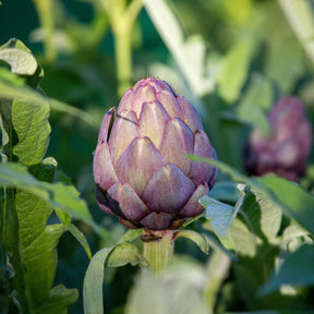 Artisjok 'Violet de Provence' - Cynara cardunculus scolymus Violet de Provence - Willemse