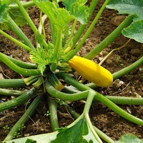 Courgette 'Soleil F1' - Cucurbita pepo soleil f1 - Willemse
